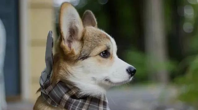 DƬ